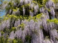 Wisteria at Abbey House Gardens