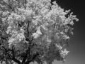 Tree and shadow in infra-red