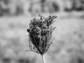 Dry flower in infra-red