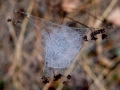 3d web with dew