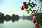 Roses Over The Yonne