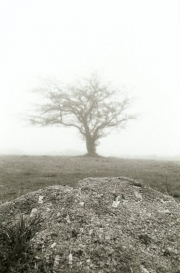 Moorland Tree