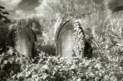 Overgrown Graves