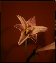 Lily