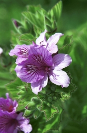 Purple Flower