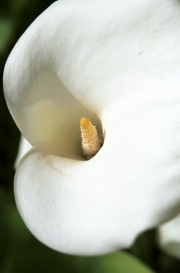 Cala Lily