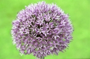 Purple Alium