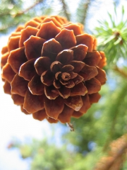 Pine Cone