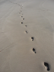 Footsteps in the Sand