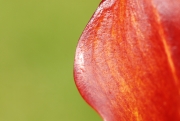 Red Cala Lily