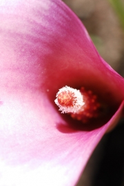 Pink Cala Lily