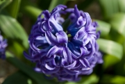 Purple Hyacinth