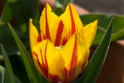 Tulip