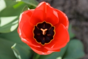 Tulip