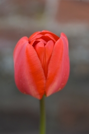 Tulip