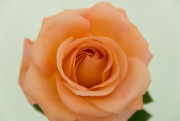 Orange Rose