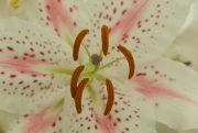Lily