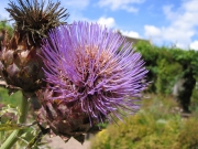 Cynara Cardunculus