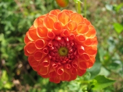 Dahlia