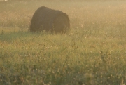 Hay Bale