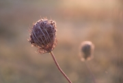 Thistle