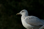 Seagull