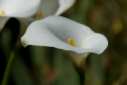 Cala Lily