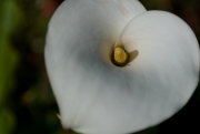 Cala Lily