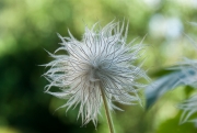 Some Kind of Dandelion