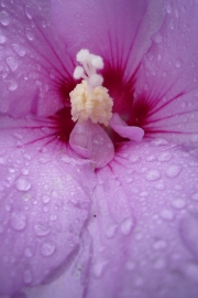 Pink Flower