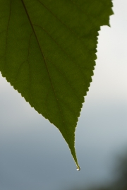 Leaf With Water Droplet