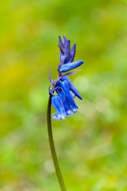 Bluebell