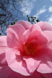 Magnolia Flower