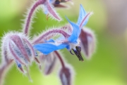 Blue Borage