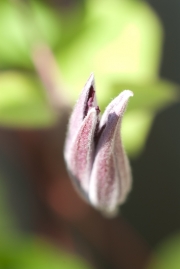 Bud