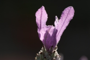 Lavender Flower