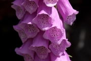 Foxglove