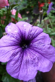 Purple Flower