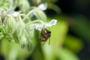 Bee on Borage