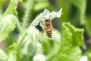 Bee on Borage