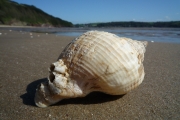 Shell