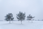 Winter Morning