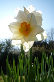 Daffodil