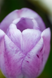 Tulip