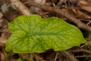 Leaf