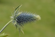 Sea Thistle