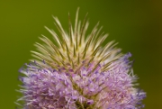 Sea Thistle