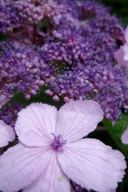 Hydrangea