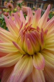 Dahlia