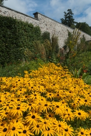 Black Eyed Susan